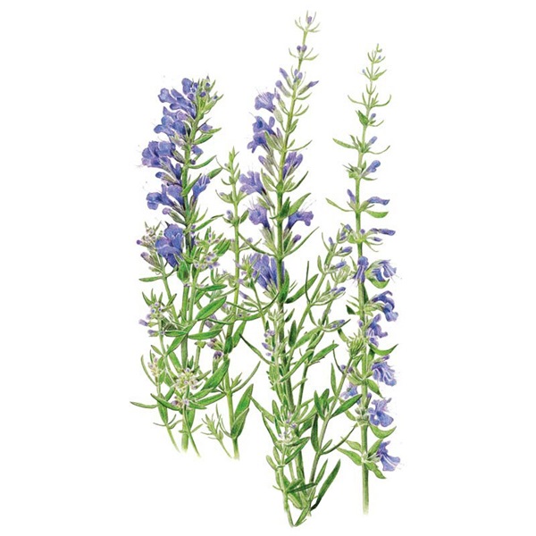 Botanical Interests True Hyssop Seeds - Thumbnail 4