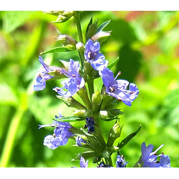 Botanical Interests True Hyssop Seeds - Thumbnail 3