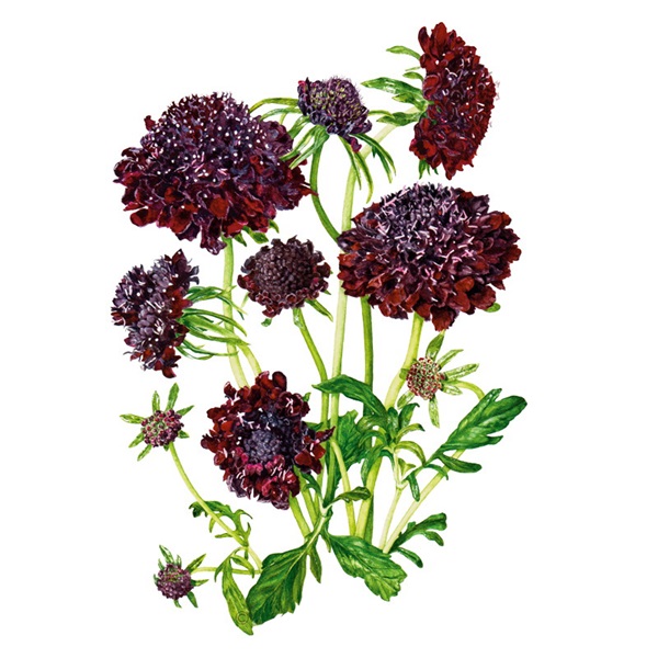 Botanical Interests 1325 Flower Seed, Scabiosa Pincushion Seeds, Scabiosa Atropurpurea, Summer to Frost Bloom