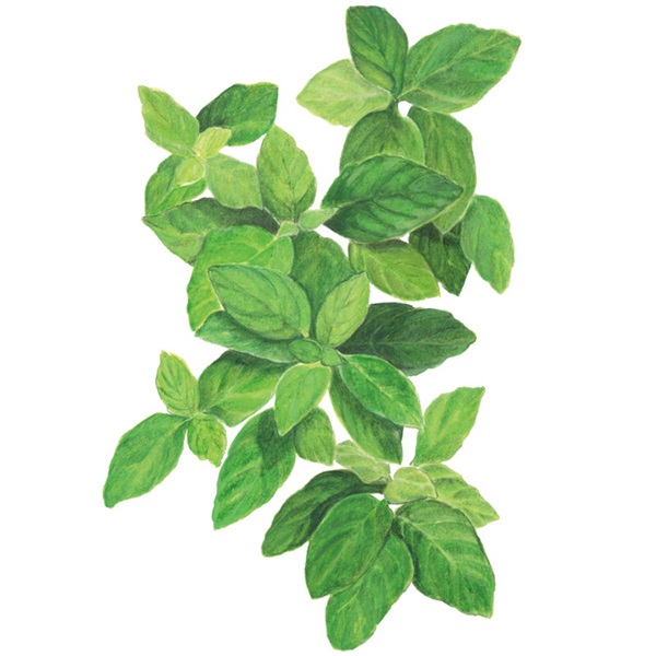 Botanical Interests 6133 Lemon Basil Seed, Basil, Ocimum Basilicum