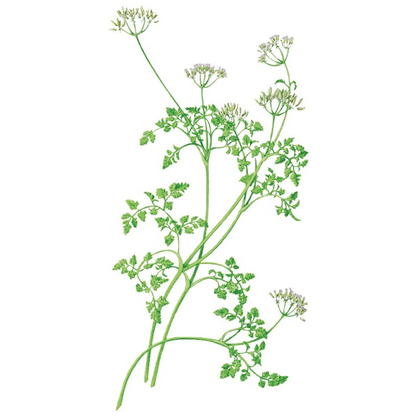 Botanical Interests 5029 Chervil Seed, Chervil, Anthriscus Cerefolium