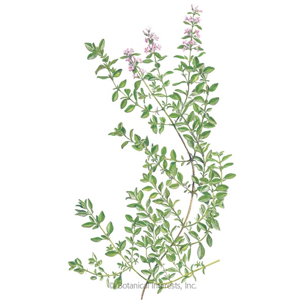 Botanical Interests 6079 English Thyme Seed, Thyme, Thymus Vulgaris