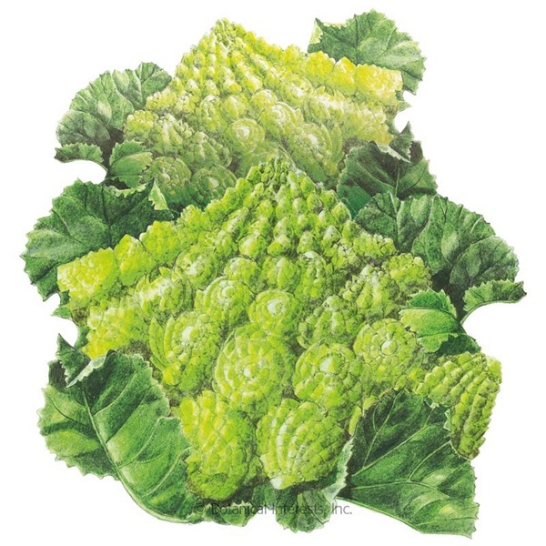 Botanical Interests 0235 Romanesco Broccoli Seed, Broccoli, Brassica Oleracea Var Botrytis