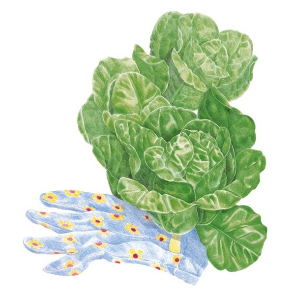 Botanical Interests 3102 Little Gem Romaine Lettuce Seed, Lettuce, Lactuca Sativa
