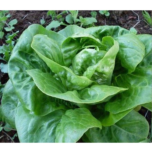 Botanical Interests 3102 Little Gem Romaine Lettuce Seed, Lettuce, Lactuca Sativa