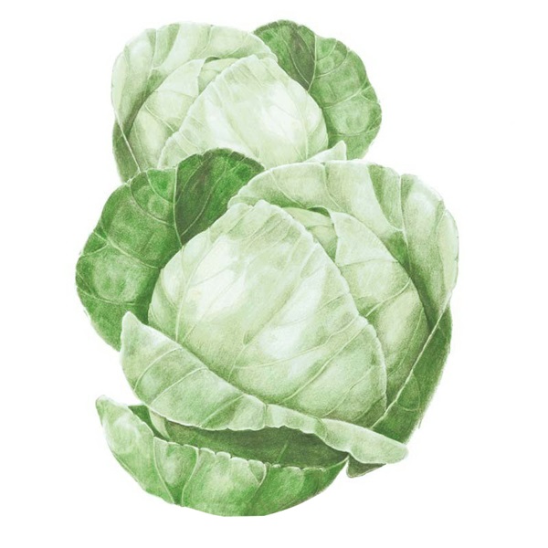 Botanical Interests 0009 Copenhagen Market Cabbage Seed, Cabbage, Brassica Oleracea