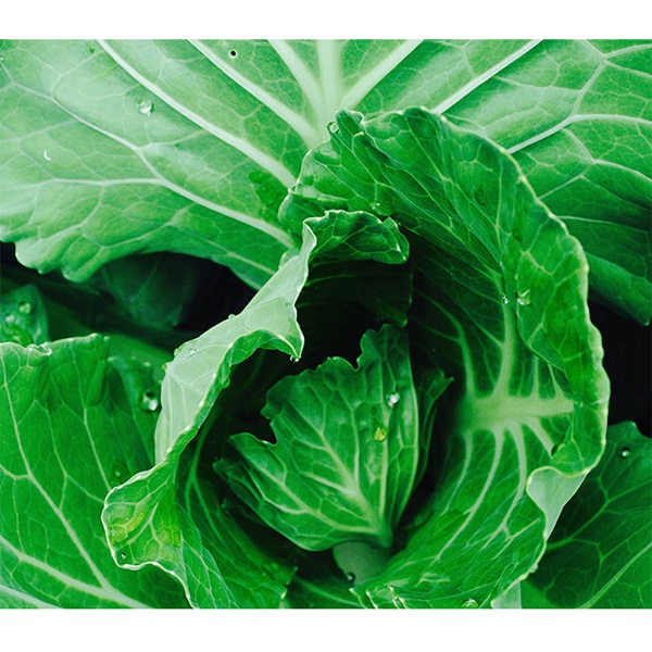 Botanical Interests 0009 Copenhagen Market Cabbage Seed, Cabbage, Brassica Oleracea