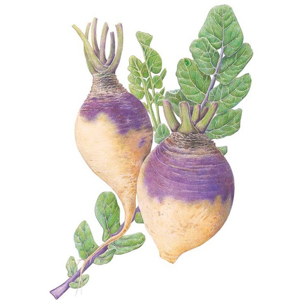 Botanical Interests 0241 American Purple Top Rutabaga Seed, Rutabaga, Brassica Napus