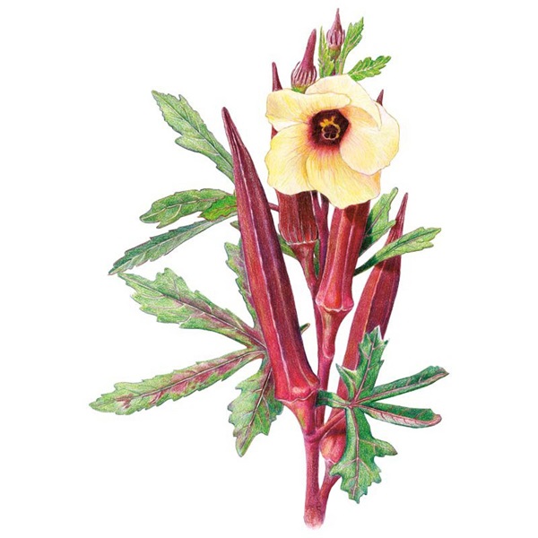Botanical Interests 0263 Red Burgundy Okra Seed, Okra, Abelmoschus Esculentus