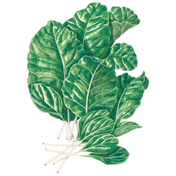 Botanical Interests 0268 Tendergreen Mustard Spinach Seed, Mustard, Brassica Rapa Subsp