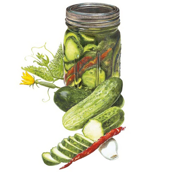 Botanical Interests 0022 Homemade Pickles Cucumber Seed, Cucumber, Cucumis Sativus