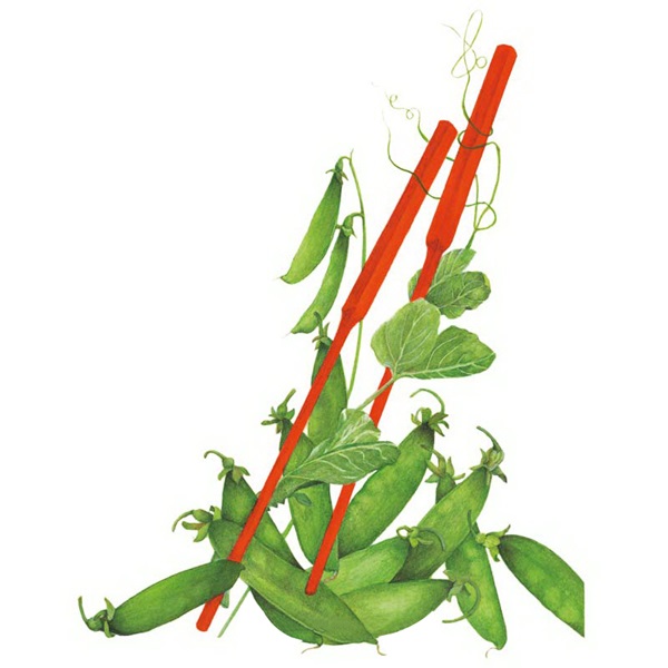 Botanical Interests 0035 Oregon Sugar Pod II Snow Pea Seed, Pea, Pisum Sativum