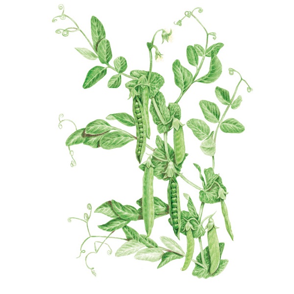 Botanical Interests 0037 Green Arrow Shelling Pea Seed, Pea, Pisum Sativum