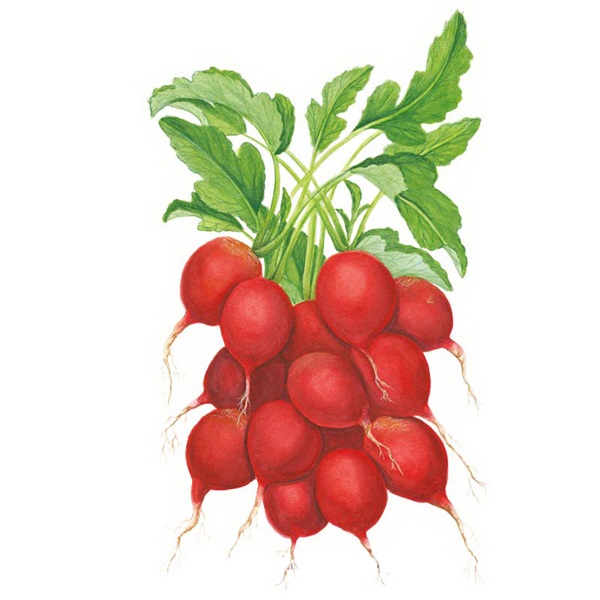 Botanical Interests 0042 Cherry Bell Radish Seed, 1 in Minimum Spacing, 24 Days, Radish, Raphanus Sativus
