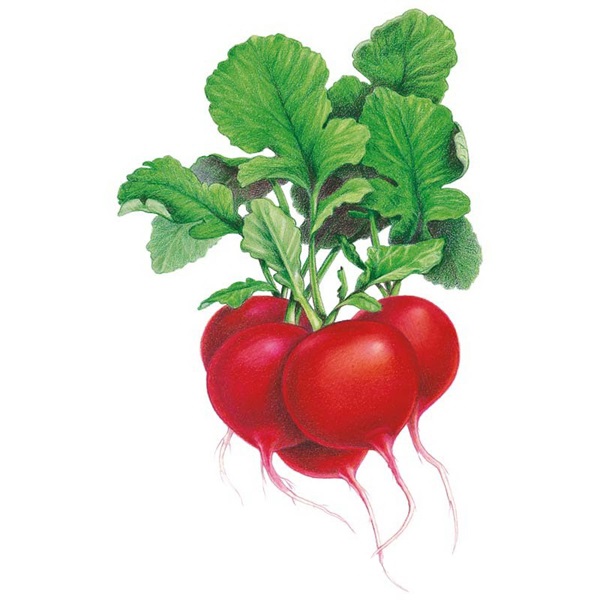 Botanical Interests 0058 Crimson Giant Radish Seed, Radish, Phanus Sativus