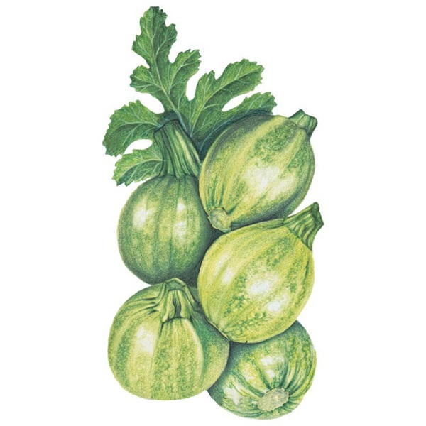 Botanical Interests 0143 Round Zucchini Summer Squash Seed, Squash, Cucurbita Pepo