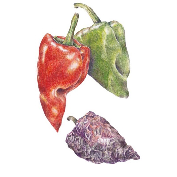 Botanical Interests 0184 Ancho Poblano Chile Pepper Seed, Pepper, Capsicum Annuum