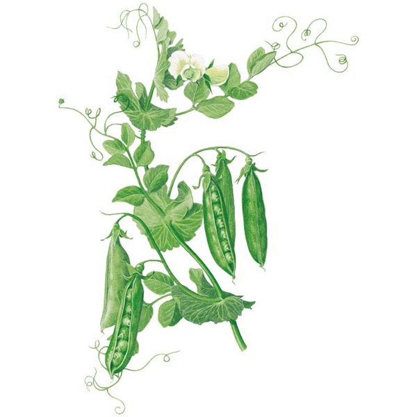 Botanical Interests 0192 Wando Shelling Pea Seed, Pea, Pisum Sativum
