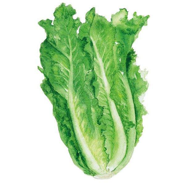 Botanical Interests 0220 Parris Island Cos Romaine Lettuce Seed, 68 Days, 10 in for 3 Seeds Minimum Spacing, Lettuce