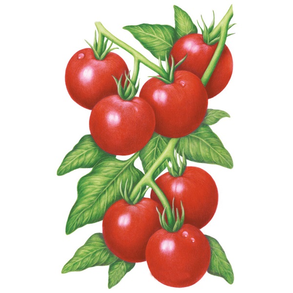 Botanical Interests 0256 Glacier Bush Tomato Seed, Tomato, Solanum Lycopersicum