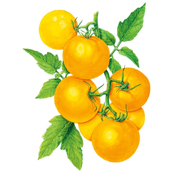 Botanical Interests 0308 Golden Jubilee Pole Tomato Seed, Tomato, Solanum Lycopersicum