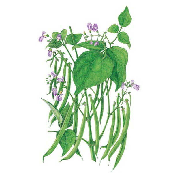 Botanical Interests 0004 Blue Lake 274 Bush Bean Seed, Bean, Phaseolus Vulgaris