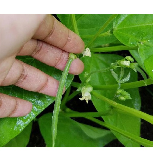 Botanical Interests 0004 Blue Lake 274 Bush Bean Seed, Bean, Phaseolus Vulgaris