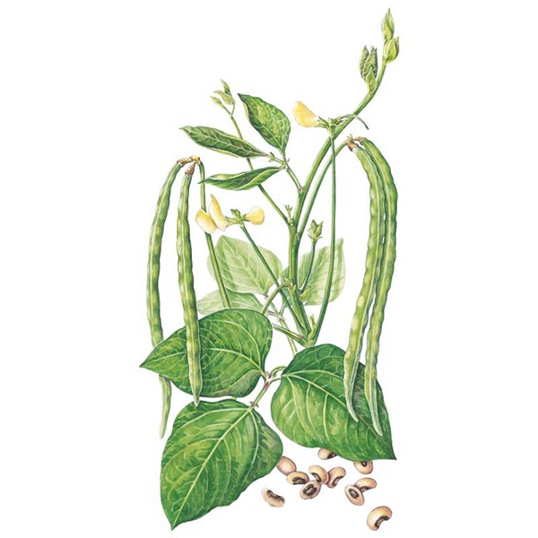 Botanical Interests 0094 California Blackeye #5 Bush Cowpea Bean Seed, Bean, Vigna Unguiculata