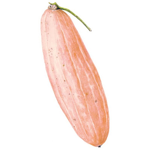 Botanical Interests 0157 Pink Banana Winter Squash Seed, Squash, Cucurbita Maxima