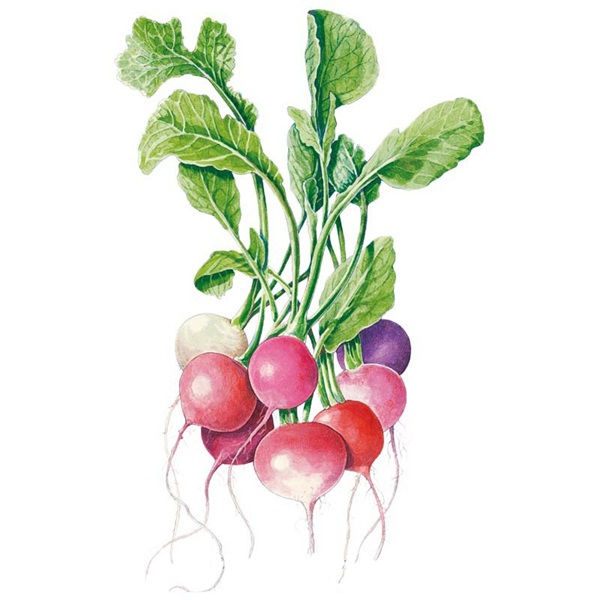 Botanical Interests 0195 Easter Egg Blend Radish Seed, Radish, Raphanus Sativus