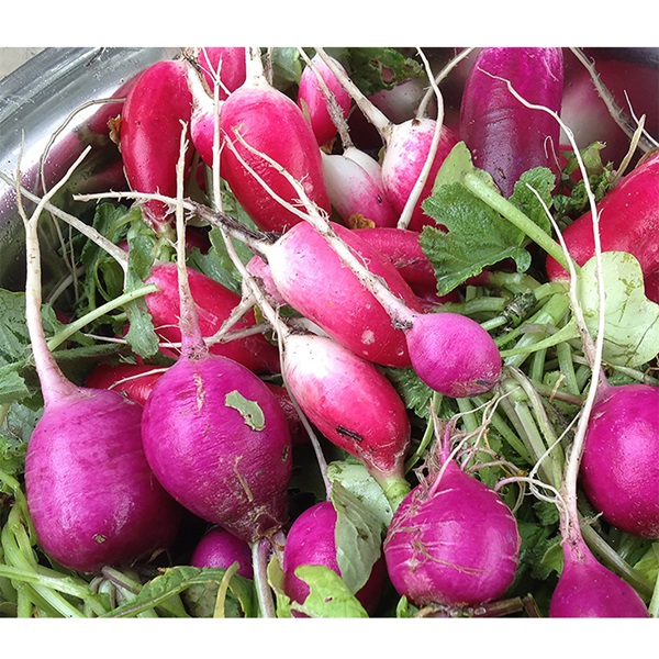 Botanical Interests 0195 Easter Egg Blend Radish Seed, Radish, Raphanus Sativus