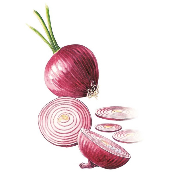 Botanical Interests 0202 Red Amposta Bulb Onion Seed, Onion, Allium Cepa