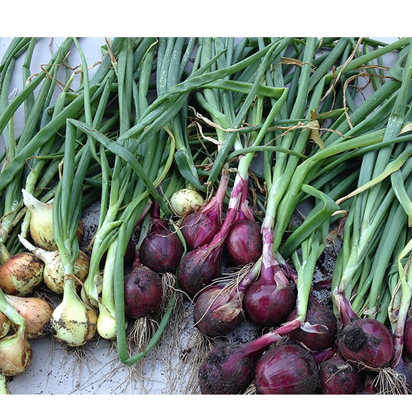 Botanical Interests 0202 Red Amposta Bulb Onion Seed, Onion, Allium Cepa