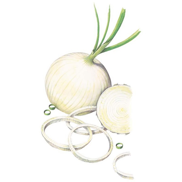 Botanical Interests 0204 Ringmaster Bulb Onion Seed, Onion, Allium Cepa