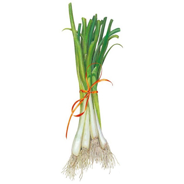 Botanical Interests 0218 Tokyo Long White Bunching Scallion Onion Seed, Onion, Allium Fistulosum