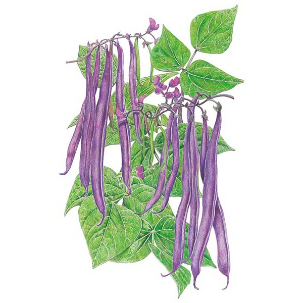Botanical Interests 0227 Royal Burgundy Bush Bean Seed, Bean, Phaseolus Vulgaris