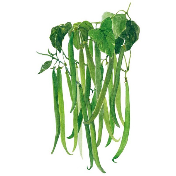 Botanical Interests 0228 French Filet Bush Bean Seed, Bean, Phaseolus Vulgaris