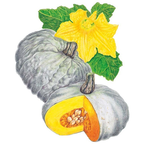 Botanical Interests 0245 Sweet Meat Winter Squash Seed, Squash, Cucurbita Maxima