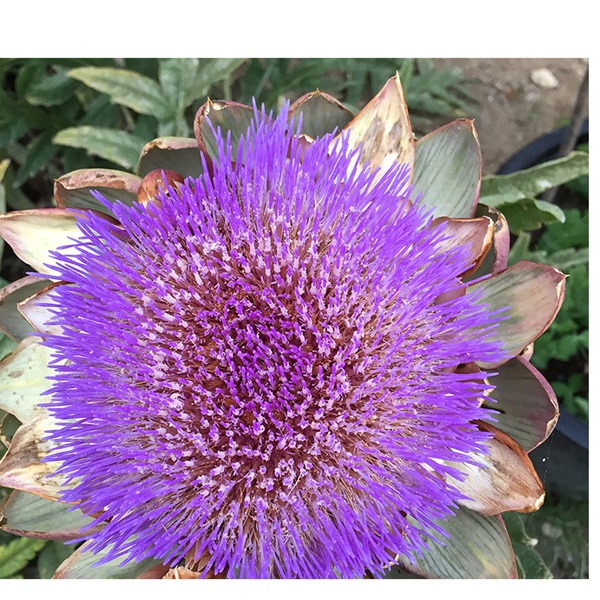 Botanical Interests 0267 Green Globe Improved Artichoke Seed, Artichoke, Cynara Scolymus