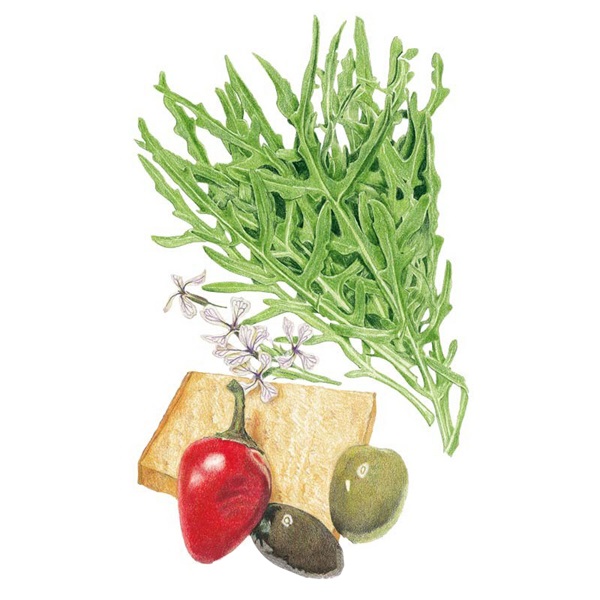 Botanical Interests 0298 Arugula Wild Rocket Seed, Arugula Rocket, Diplotaxis Tenuifolia