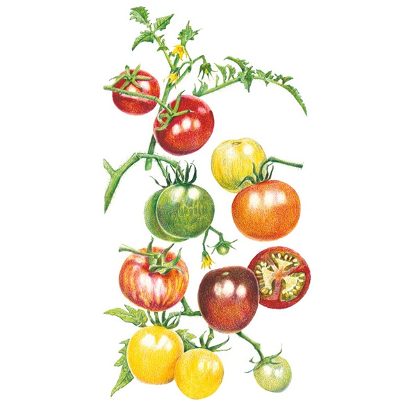 Botanical Interests 0152 Rainbow Blend Pole Cherry Tomato Seed, Tomato, Solanum Lycopersicum