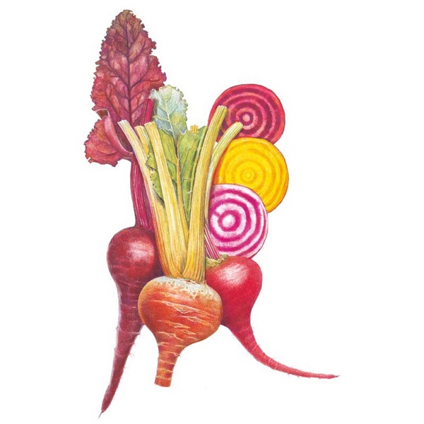 Botanical Interests 0174 Gourmet Blend Beet Seed, 65 Days, 4 in Minimum Spacing, Beet, Beta Vulgaris