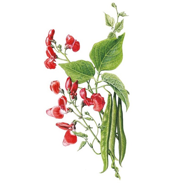 Botanical Interests 0244 Scarlet Emperor Pole Runner Bean Seed, Bean, Phaseolus Coccineus