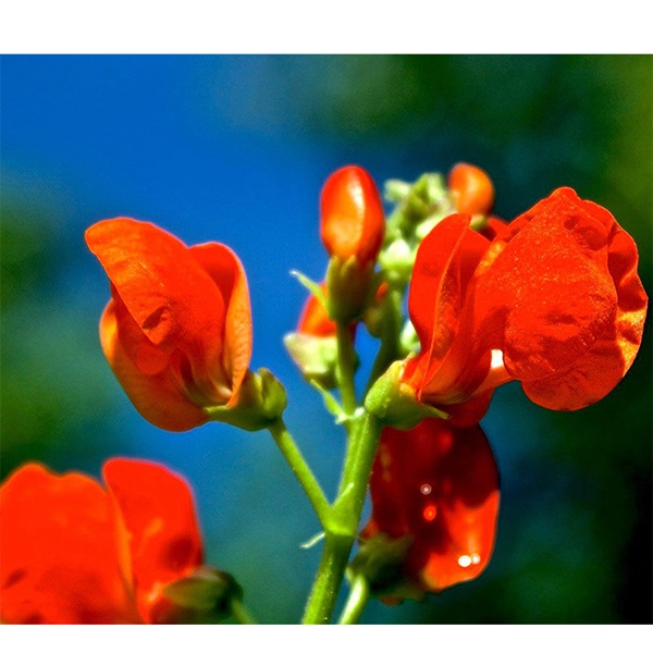 Botanical Interests 0244 Scarlet Emperor Pole Runner Bean Seed, Bean, Phaseolus Coccineus