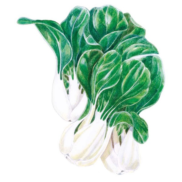Botanical Interests 0247 Toy Choy Bok Choy Seed, Bok Choy, Brassica Rapa Var Chinensis