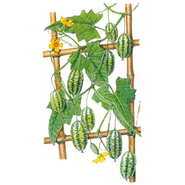 Botanical Interests 0285 Mouse Melon Cucamelon Melon Seed, Melon, Melothria Scabra