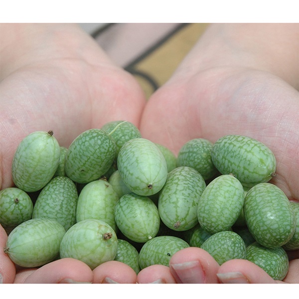 Botanical Interests 0285 Mouse Melon Cucamelon Melon Seed, Melon, Melothria Scabra