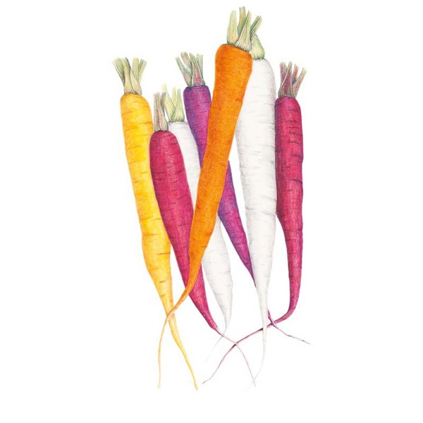 Botanical Interests 3115 Carnival Blend Carrot Seed, Carrot, Daucus Carota