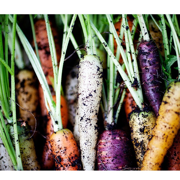 Botanical Interests 3115 Carnival Blend Carrot Seed, Carrot, Daucus Carota