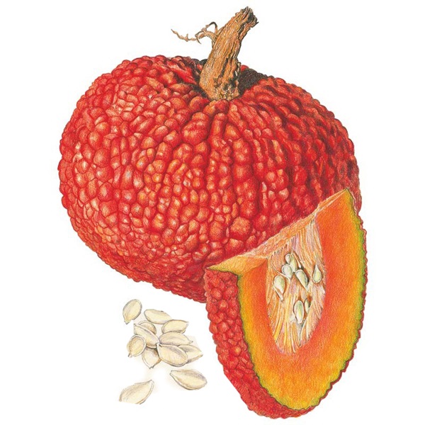 Botanical Interests 0237 Red Warty Thing Pumpkin Seed, Pumpkin, Cucurbita Maxima